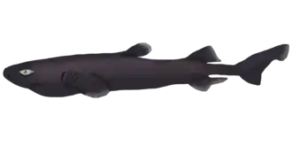 Description de l'image Euprotomicroides zantedeschia illustration.png.