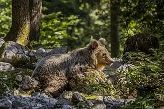 Ours brun.
