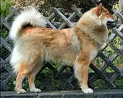 Eurasier.