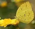 Eurema hecabe