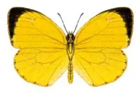 Description de l'image Eurema herla (ento-csiro-au).jpg.