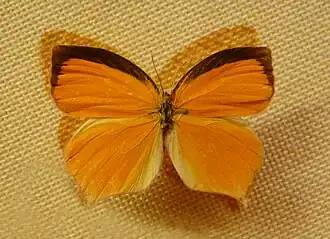 Description de l'image Eurema proterpia-Musée zoologique de Strasbourg.jpg.