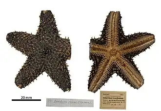 Euretaster insignis séchée (MNHN).