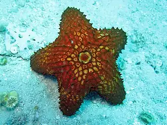 Euretaster insignis (Velatida).