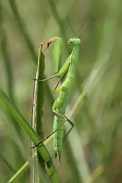 Photographie en couleurs d'un insecte fin et allongé, semblable en apparence à la feuille sur laquelle il repose.