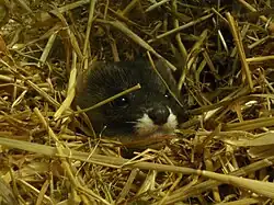 Tête de Vison d'Europe dépassant d'un nid de paille.