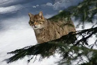 Chat forestier.