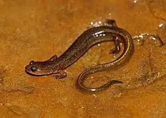 Description de l'image Eurycea tynerensis in Arkansas.jpg.