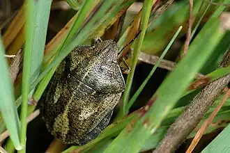 Description de cette image, également commentée ci-après
