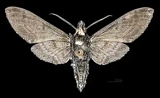 Description de cette image, également commentée ci-après