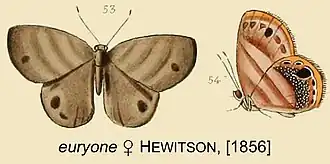 Description de l'image EuryoneHewitson1856OD.jpg.