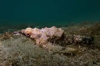 De profil à La Réunion.