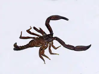 Description de l'image Euscorpiidae - Euscorpiops montanus.jpg.