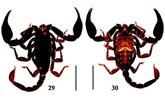 Euscorpiops puerensis