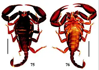 Description de l'image Euscorpiops validus female.jpg.