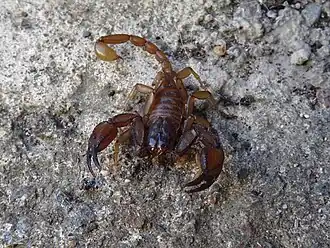 Description de l'image Euscorpius aquilejensis 01.jpg.