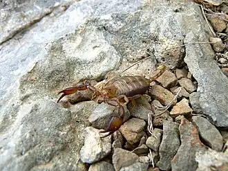 Description de l'image Euscorpius tauricus.jpg.