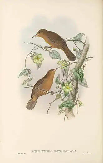 Description de l'image Euthyrhynchus flavigula - The Birds of New Guinea.jpg.