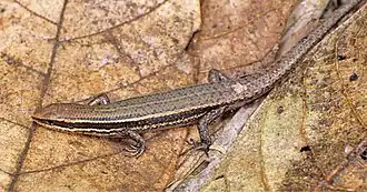 Description de l'image Eutropis cumingi from mid-elevation, Mt. Cagua - ZooKeys-266-001-g057.jpg.