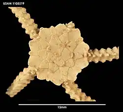 Euvondrea floretta (USNM).