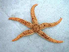 Evasterias troschelii