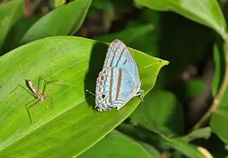 Description de l'image Evenus satyroides (15836514882).jpg.