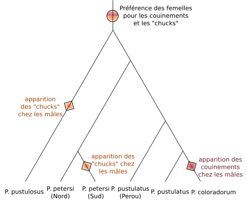Arbre phylogénétique montrant les relations entre des espèces du genre Physalaemus, et l'apparition supposée de deux types de cris mâles, les couinements et les chuks et de la préférence des femelles pour ces cris. Physalaemus pustulatus du Pérou est le groupe frère du groupe d'espèces Physalaemus pustulatus et Physalaemus coloradorum. Le groupe ainsi constitué a pour groupe frère l'espèce Physalaemus petersi, possédant deux populations distinctes, du nord ou du sud. L'espèce Physalaemus pustulosus est placée à la base de toutes les autres. La préférence des femelles est apparue avant la divergence entre toutes les espèces présentées. Les chucks sont apparus deux fois indépendamment chez les mâles, une chez Physalaemus pustulosus, l'autre chez Physalaemus petersi du sud. Les couinements sont apparus une fois chez Physalaemus coloradorum.