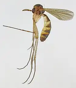 Exechia styriaca.