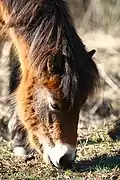 Photo en gros plan de la tête d'un cheval