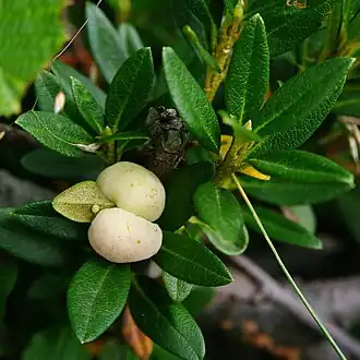 Galles d’Exobasidium rhododendri sur un rhododendron.