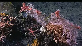 Candidella sp. (avec Lophelia sp. en rose sombre)