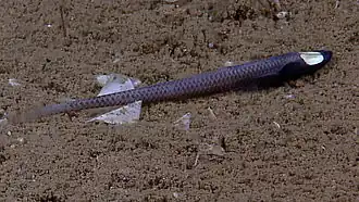 Rare observation d'un Ipnops par l'expédition abyssale Okeanos Explorer en 2012.