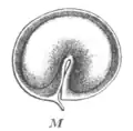 Gousse de Machaerium lunatum (L.) Ducke (d'après Paul Hermann Wilhelm Taubert, 1891)