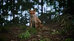 Un jeune, allongé, tète une femelle assise.