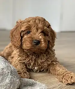 Un cavoodle.