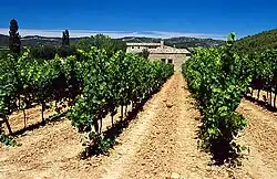 La photographie couleur représente une vigne en pleine végétation. Le sol a été travaillé. La terre en surface présente une proportion de roches et de terre de même nature, la couleur du sol étant ocre-rosée homogène.