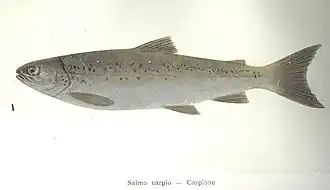 Salmo carpio