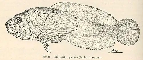 Psychrolutes sigolutes