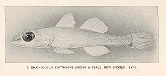 Description de l'image FMIB 39684 Chaenogobius erythrops Jordan & Seale, new species Type.jpeg.