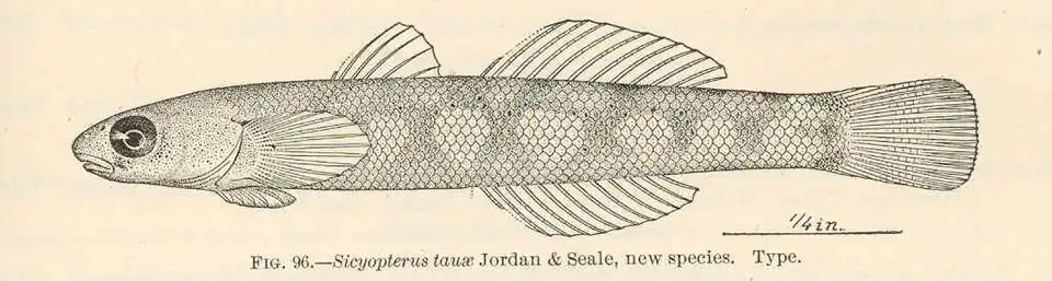 Sicyopterus macrostetholepis
