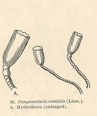 Description de l'image FMIB 40556 Campanularia volubilis (Linn) AHydrotheca.jpg.