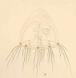 Rathkea octopunctata (Rathkeidae)