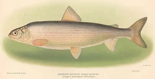 Prosopium cylindraceum