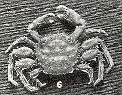 Manella spinipes mâle