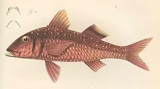 Description de l'image FMIB 45827 Pseudupeneus prayensis.jpeg.