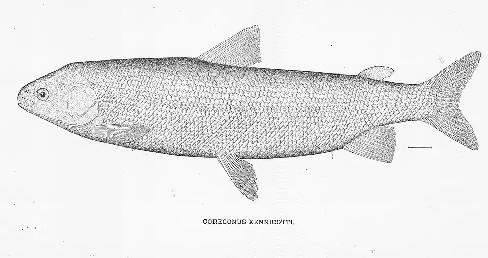 Coregonus nasus.