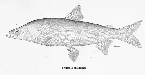Stenodus leucichthys