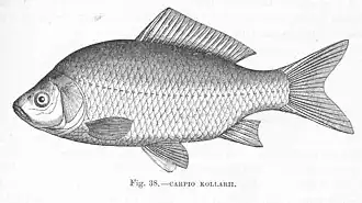Dessin de «&nbsp;Carpio kollarii&nbsp;» dans The fresh-water fishes of Europe: A history of their genera, species, structure, habits, and distribution de Harry Govier Seeley (1886).
