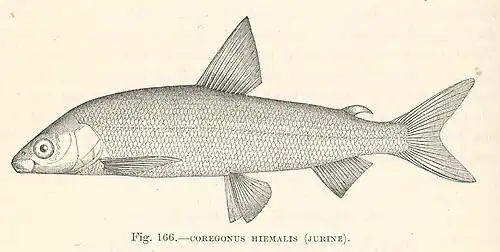 Coregonus hiemalis.