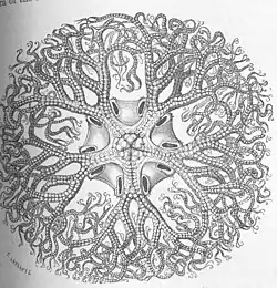 Astrocladus exiguus.